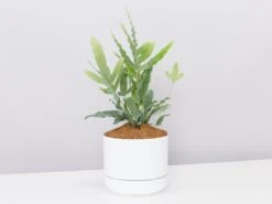 Blue Star Fern - Pot + Plant + Soil