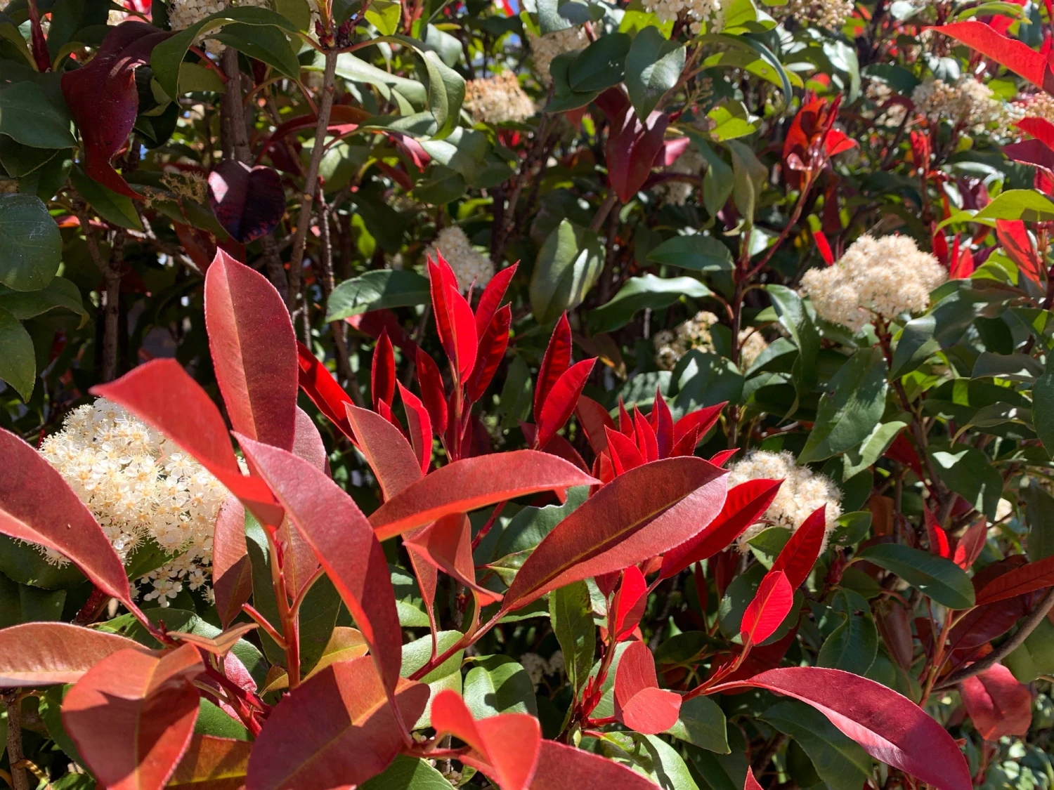 Photinia Red Robin Hedge Pack - Image 8