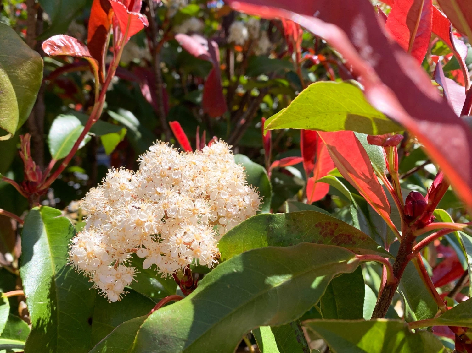 Photinia Red Robin Hedge Pack - Image 5