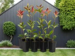 Photinia Glabra Rubens Hedge Plants