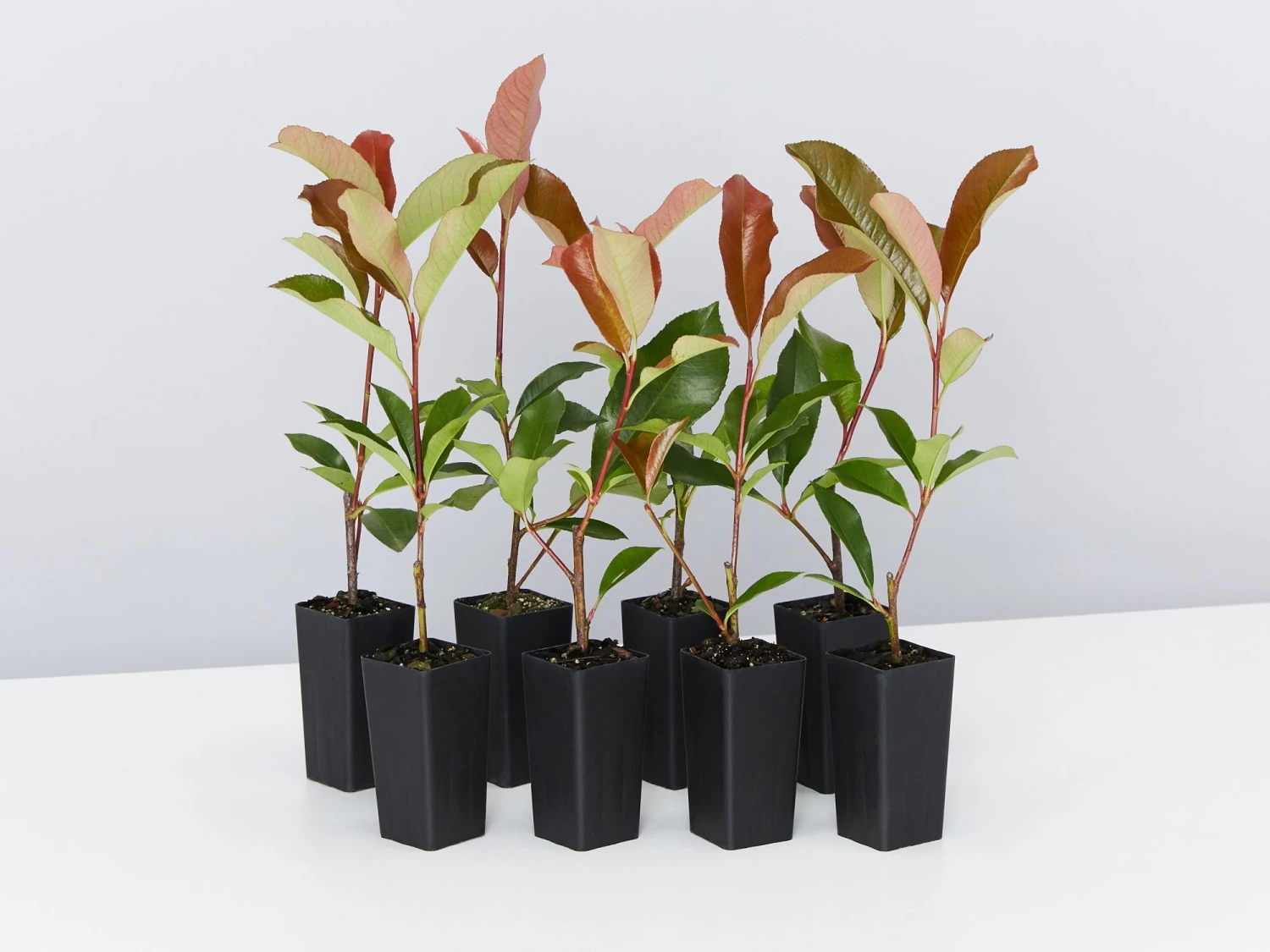 Photinia Red Robin Hedge Pack