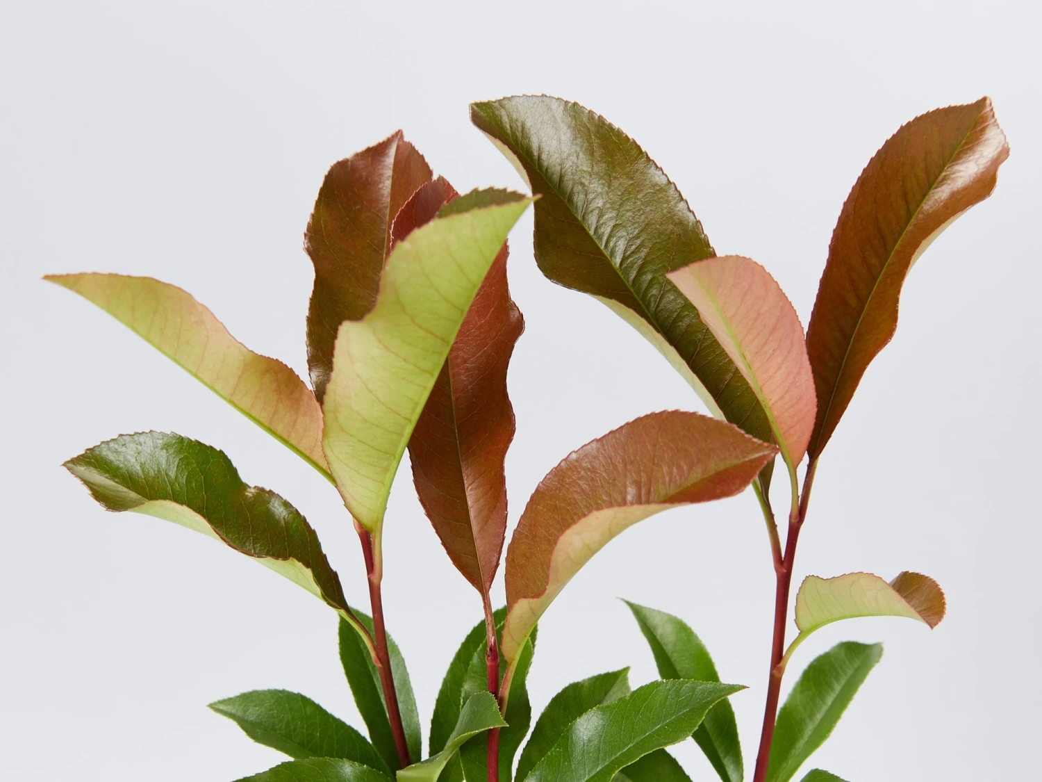Photinia Red Robin Hedge Pack - Image 6