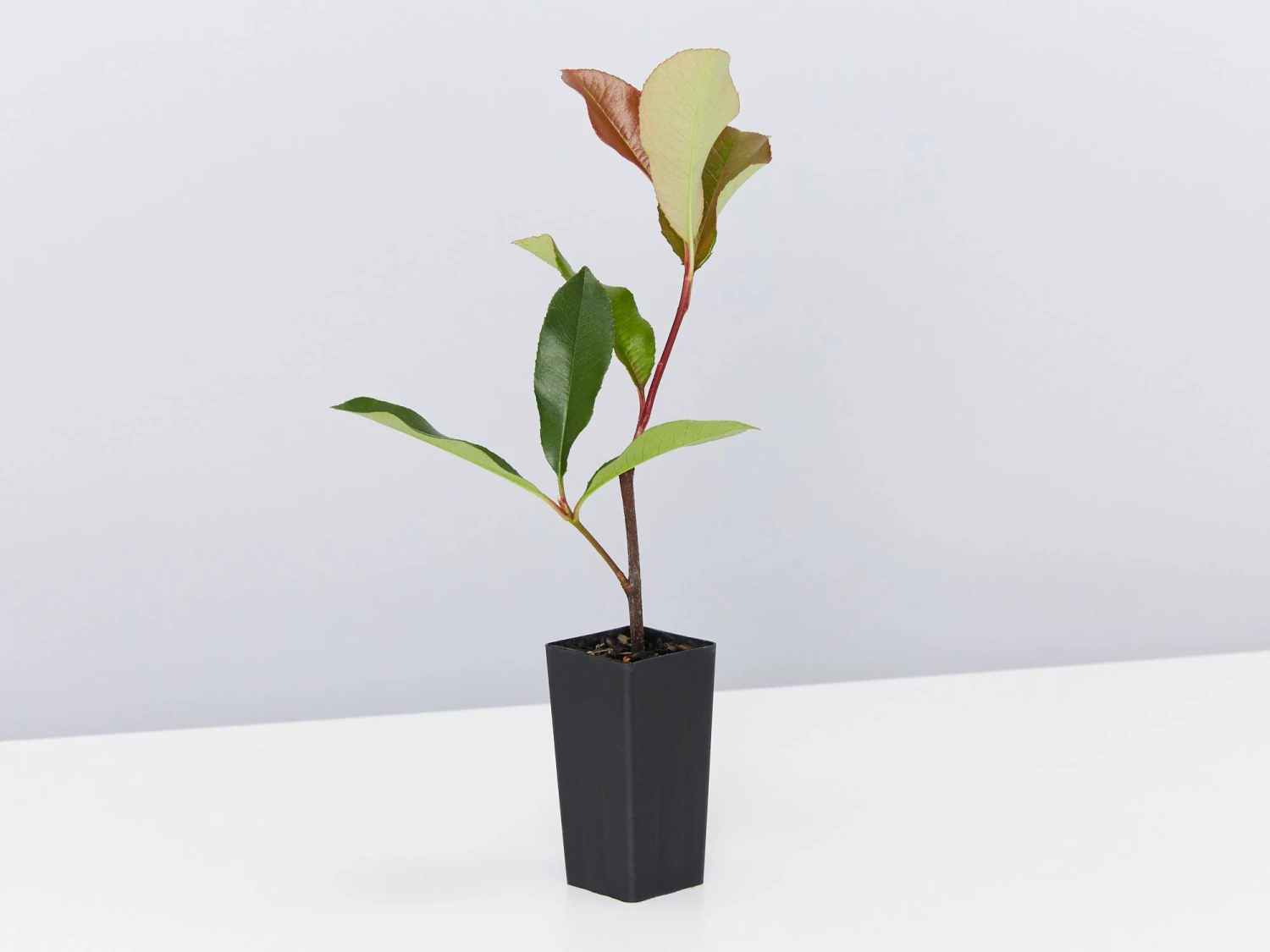 Photinia Red Robin Hedge Pack - Image 4