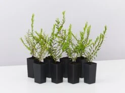 Phyllanthus Multiflorus