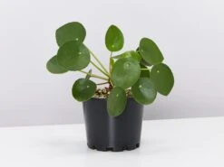 Pilea - Pot + Plant + Soil