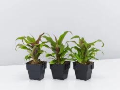 Pitcairnia Sanguinea - 85mm