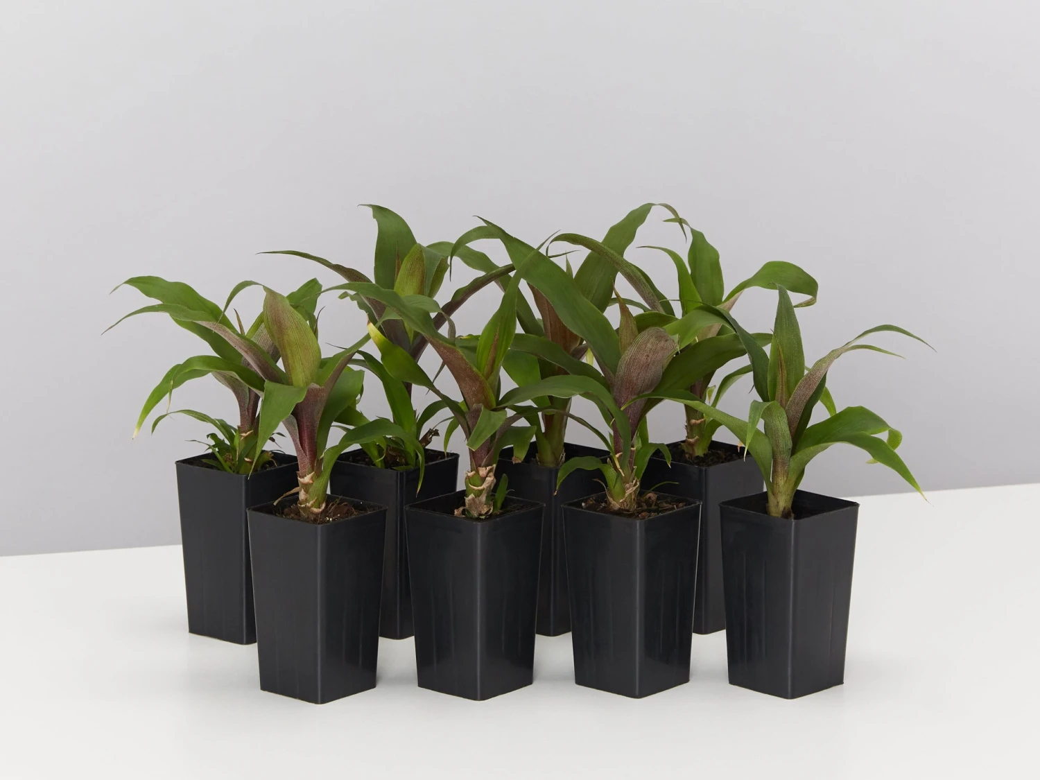 Bromeliad 'Pitcairnia Sanguinea'