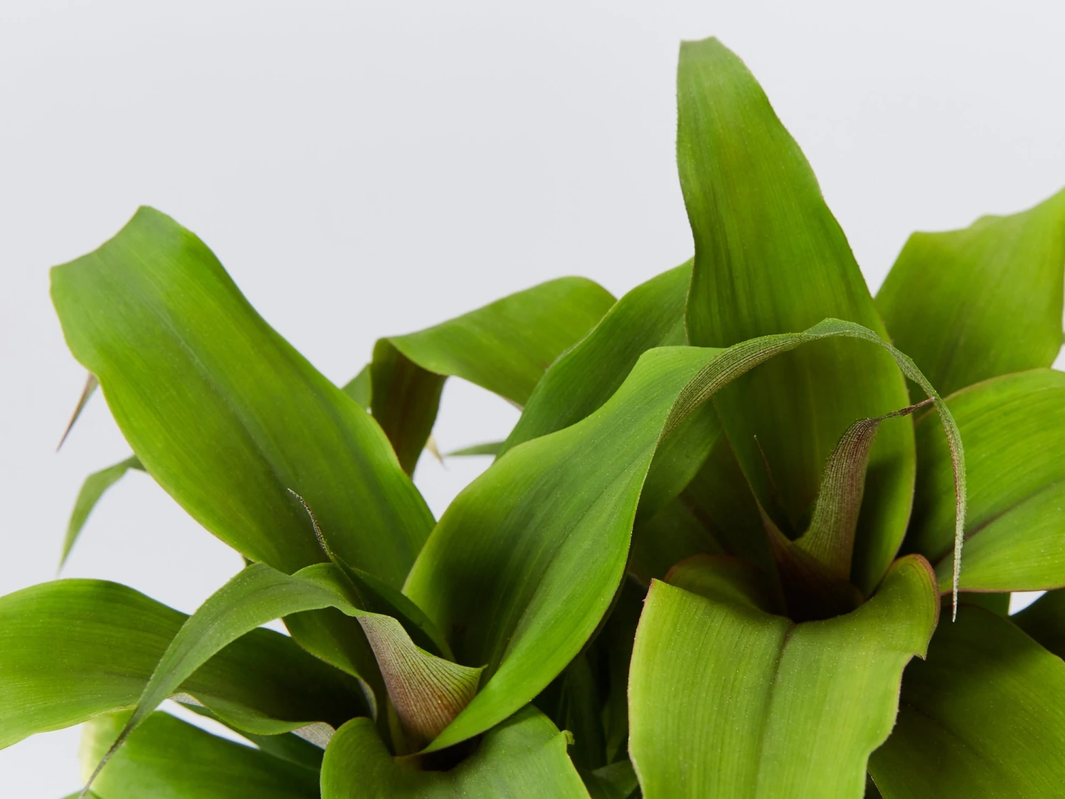 Bromeliad 'Pitcairnia Sanguinea' - Image 2