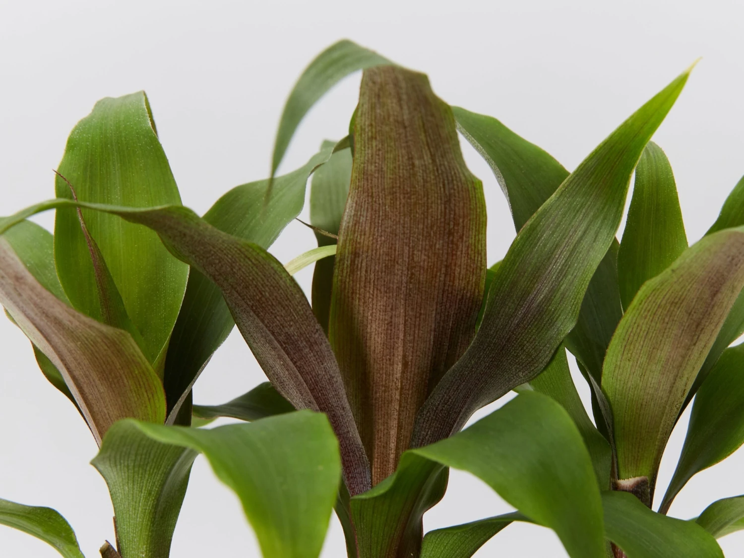 Bromeliad 'Pitcairnia Sanguinea' - Image 5