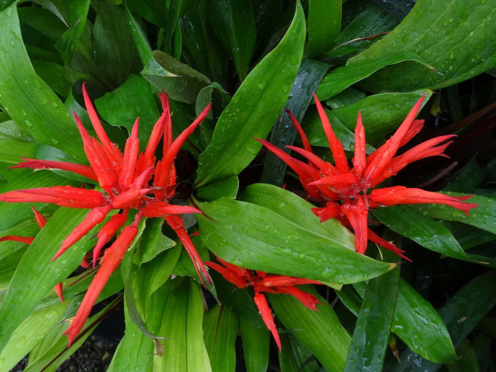 Bromeliad 'Pitcairnia Sanguinea' - Image 3