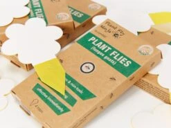 Fungal Gnat Sticky Traps ???? (New 10 Pack)