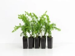 Juniperus Procumbens Nana