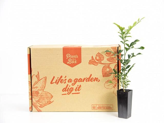 Murraya Hip-High - Image 4