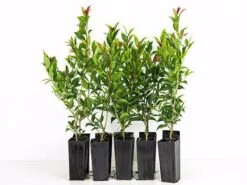 Syzygium Winter Lights