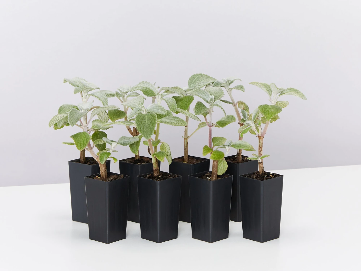 Plectranthus Argentatus