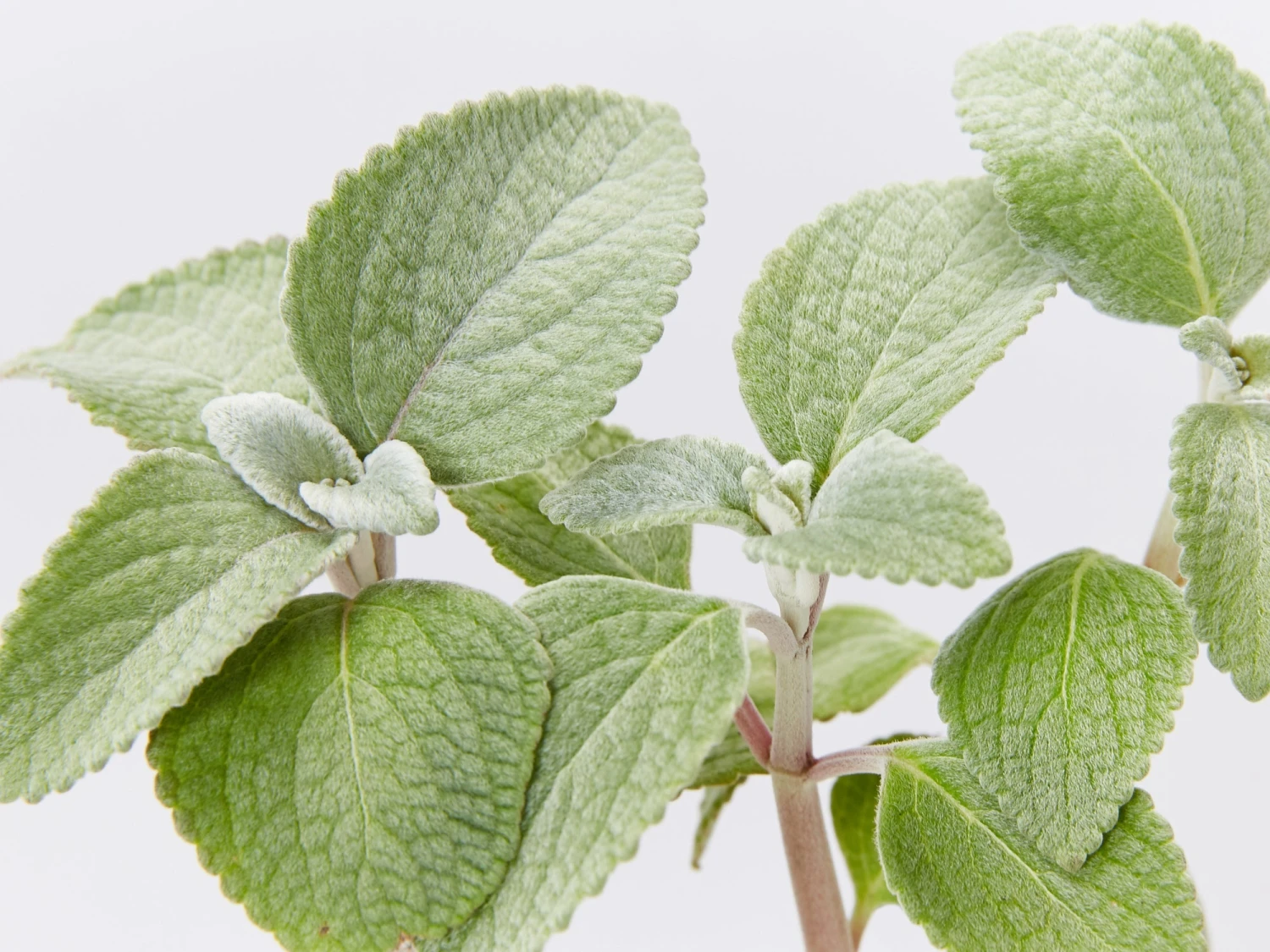 Plectranthus Argentatus - Image 2