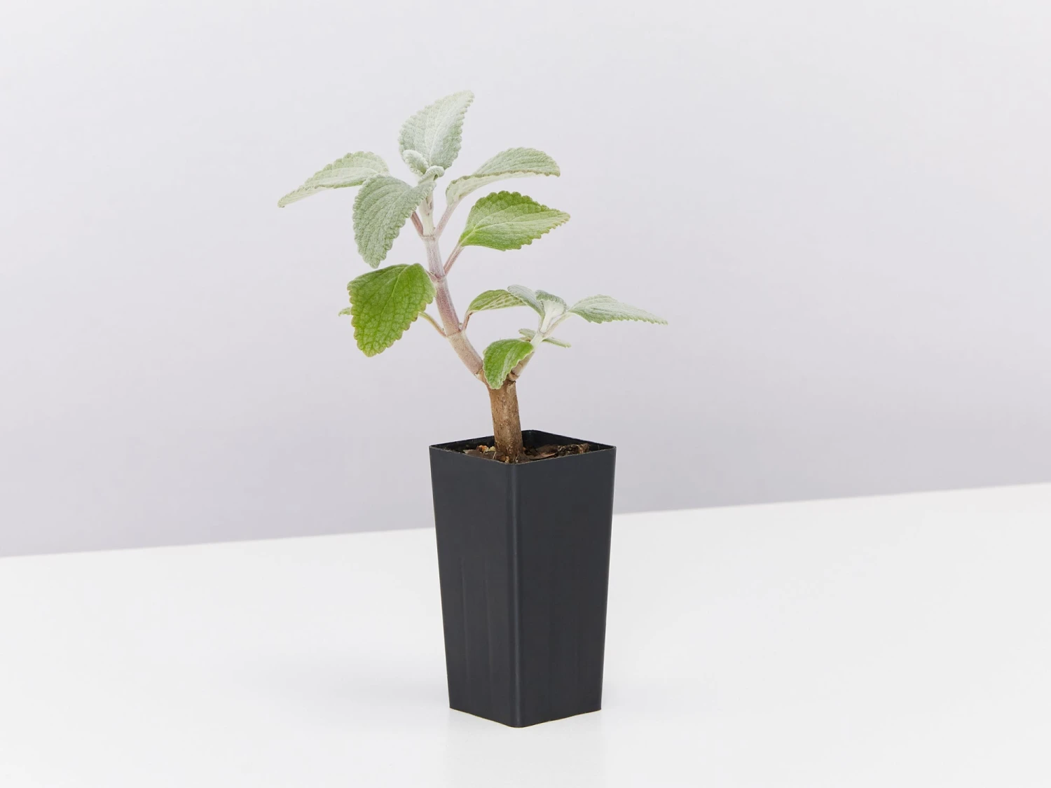 Plectranthus Argentatus - Image 3