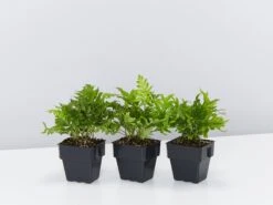 Polypodium Whitley Giant