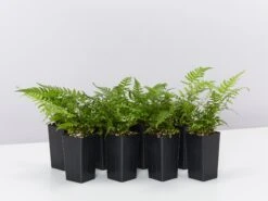 Polystichum Tsussimense