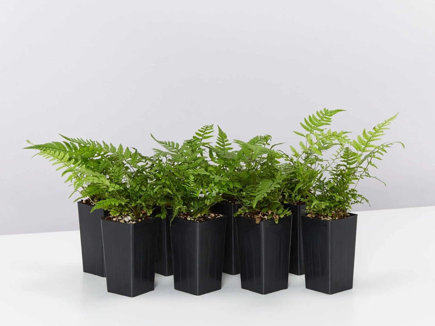 Polystichum Tsussimense