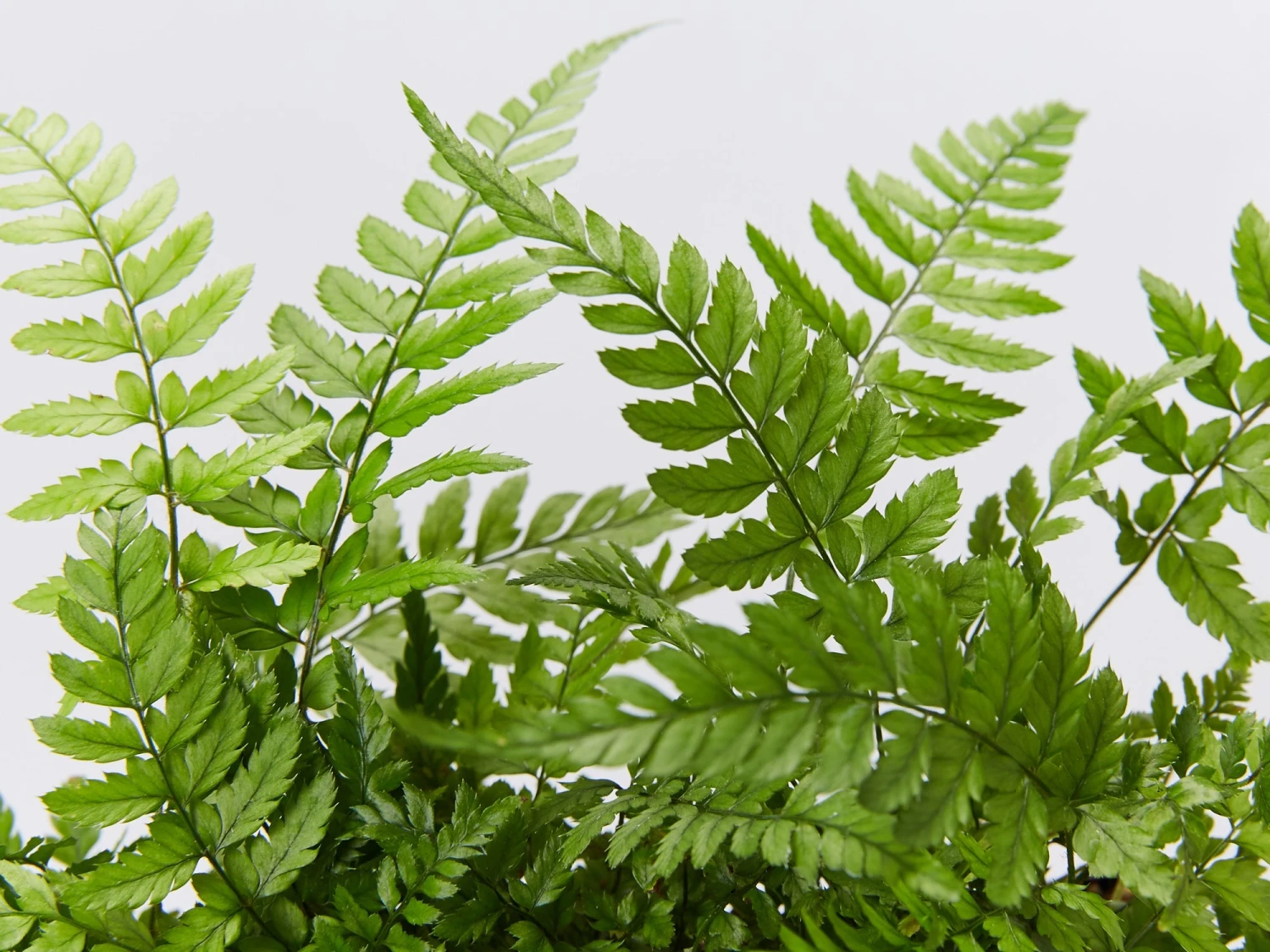 Polystichum Tsussimense - Image 2
