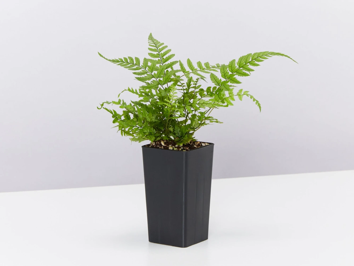 Polystichum Tsussimense - Image 3
