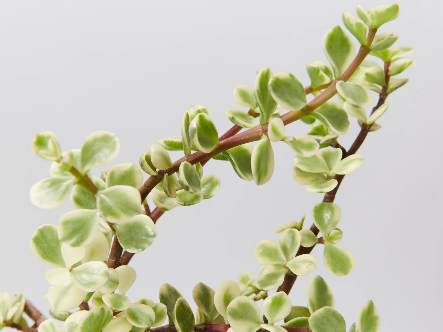 Portulacaria Afra F. Variegata – Rainbow Bush - Image 2