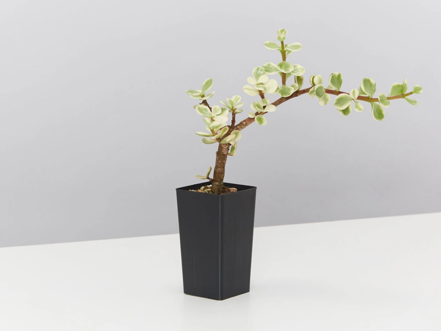 Portulacaria Afra F. Variegata – Rainbow Bush - Image 3