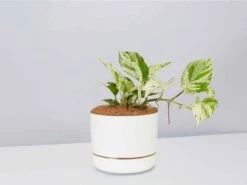Pothos Marble Queen - Pot + Plant + Soil