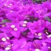 Bougainvillea Pretty Purple