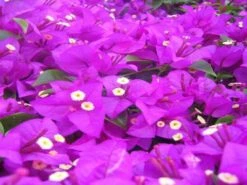 Bougainvillea Pretty Purple
