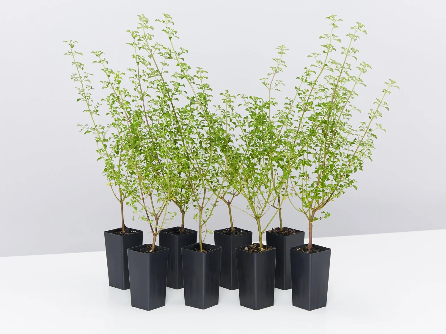 Prostanthera Sieberi - Native Mint - Image 2