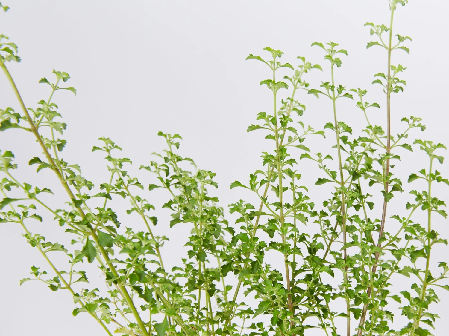 Prostanthera Sieberi - Native Mint - Image 3