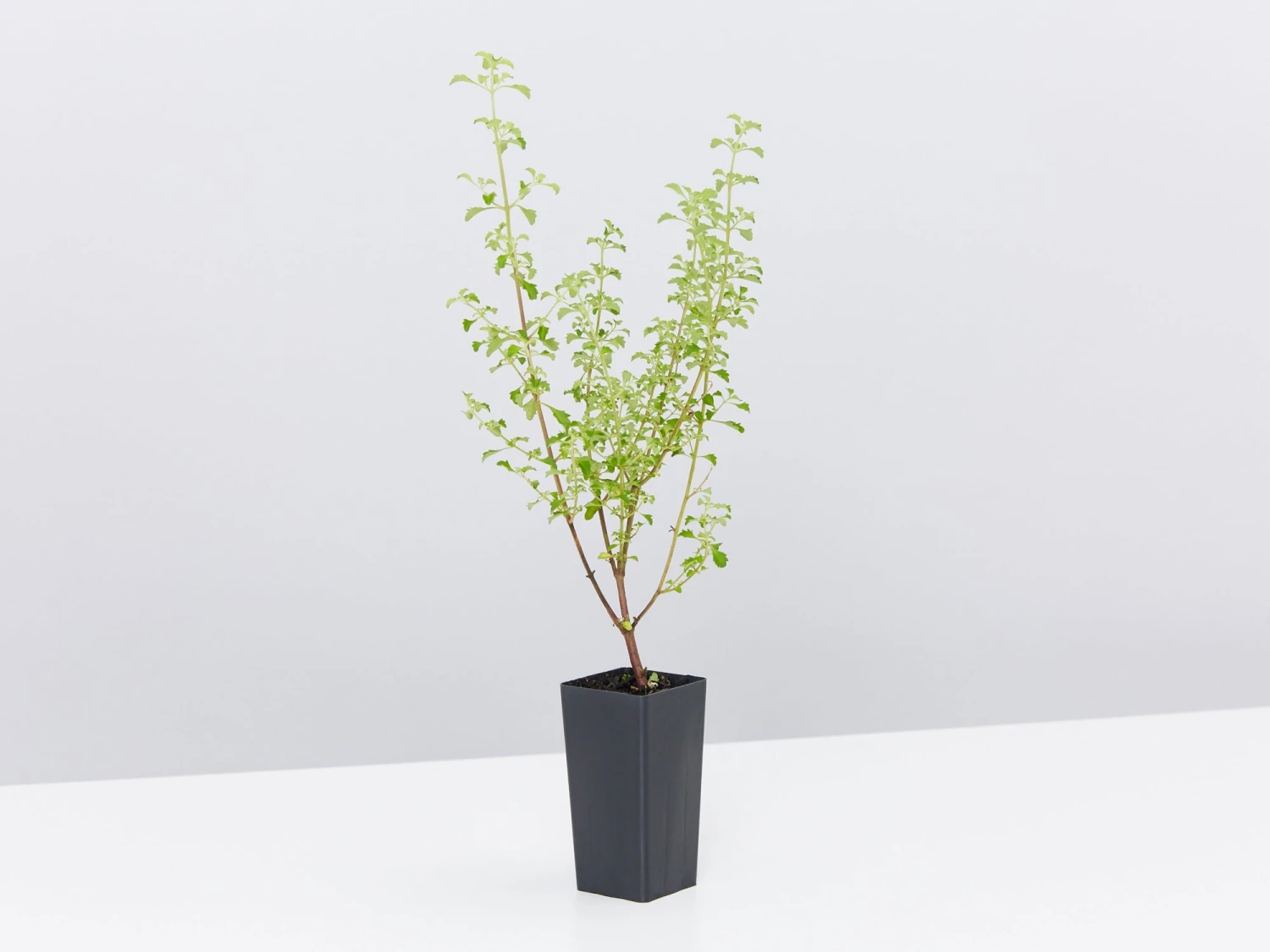 Prostanthera Sieberi - Native Mint - Image 5