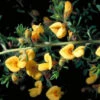 Pultenaea Villosa