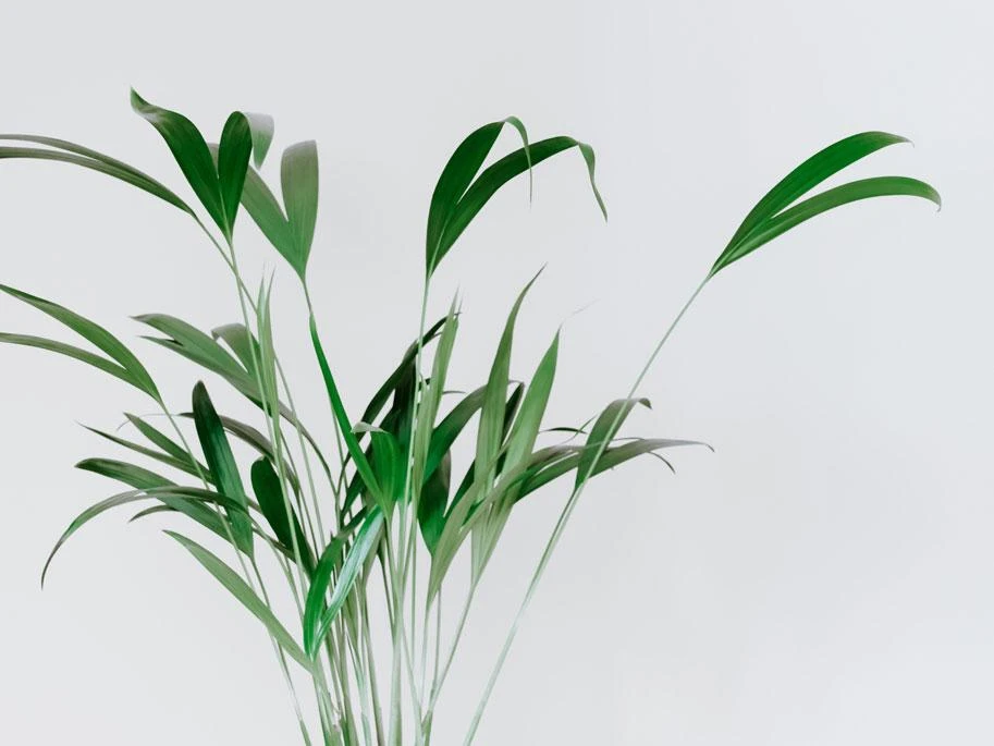 Rhapis Excelsa - Image 3