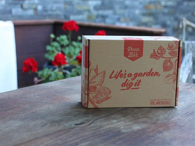 Cupressus Sempervirens 'Nitschke’s Needle' - Image 2