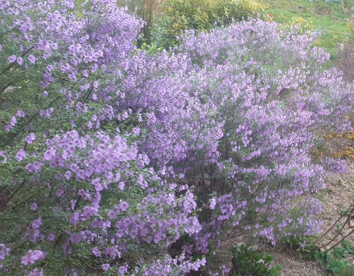 Prostanthera Sieberi - Native Mint