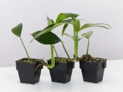 Rhaphidophora Decurvisa 85mm