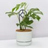 Mini Monstera - Pot + Plant + Soil