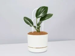 Rhaphidophora Gift Box - Pot + Plant + Soil + Double Arch Stake