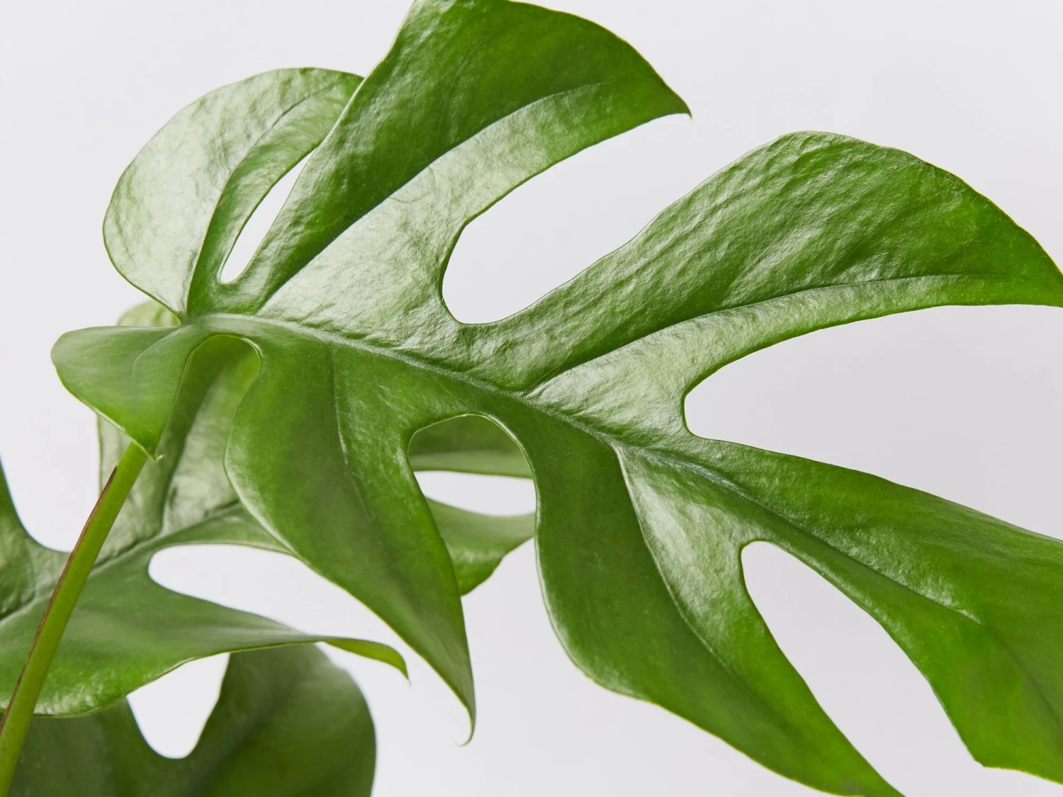 Rhaphidophora Tetrasperma - Image 3