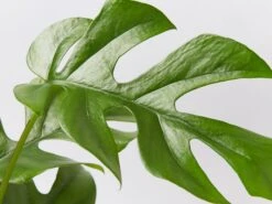 Rhaphidophora Tetrasperma 85mm