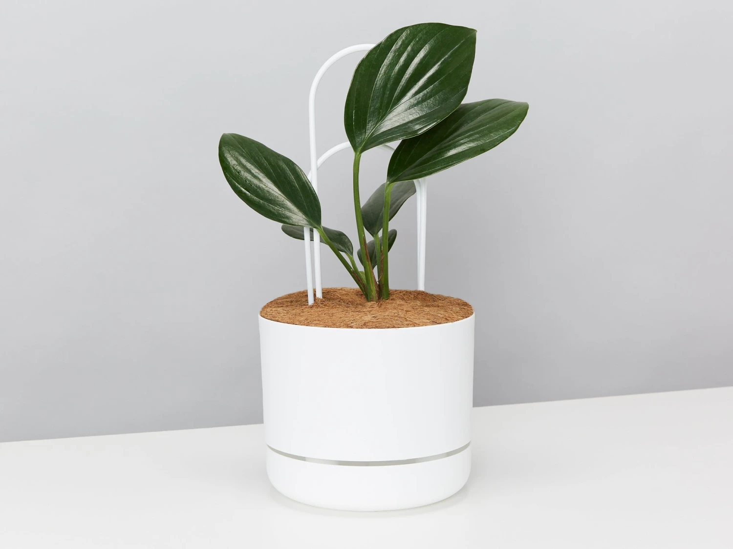 Rhaphidophora Gift Box - Pot + Plant + Soil + Double Arch Stake - Image 4