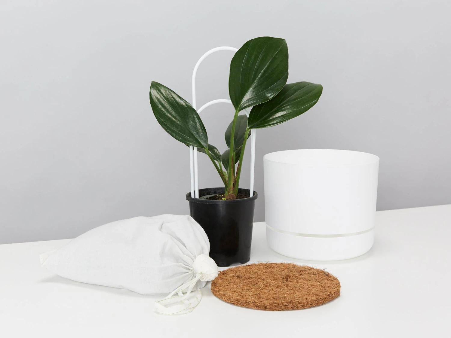 Rhaphidophora Gift Box - Pot + Plant + Soil + Double Arch Stake - Image 2