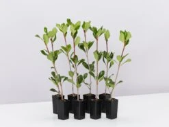 Rhaphiolepis Intermedia