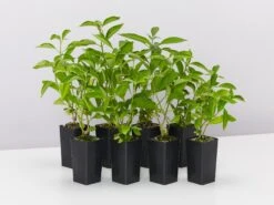 Rhinacanthus Nasutus 'Snake Jasmine'