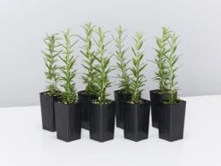 Rosemary Rosmarinus Officinalis