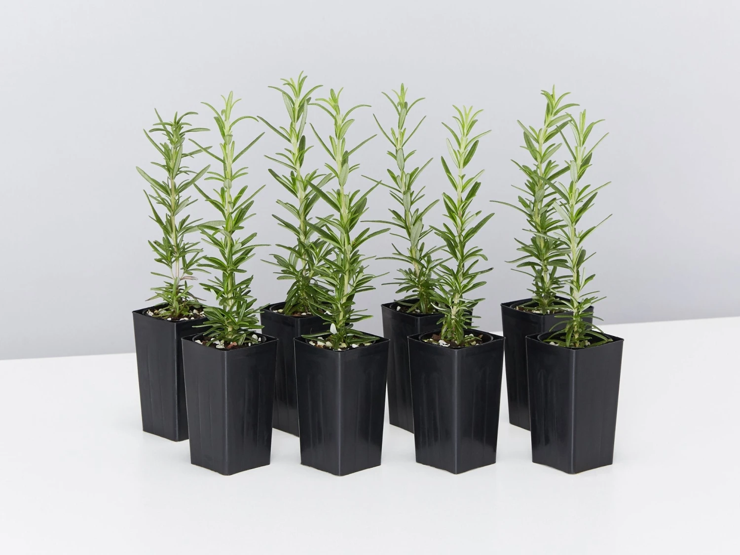 Rosemary Rosmarinus Officinalis