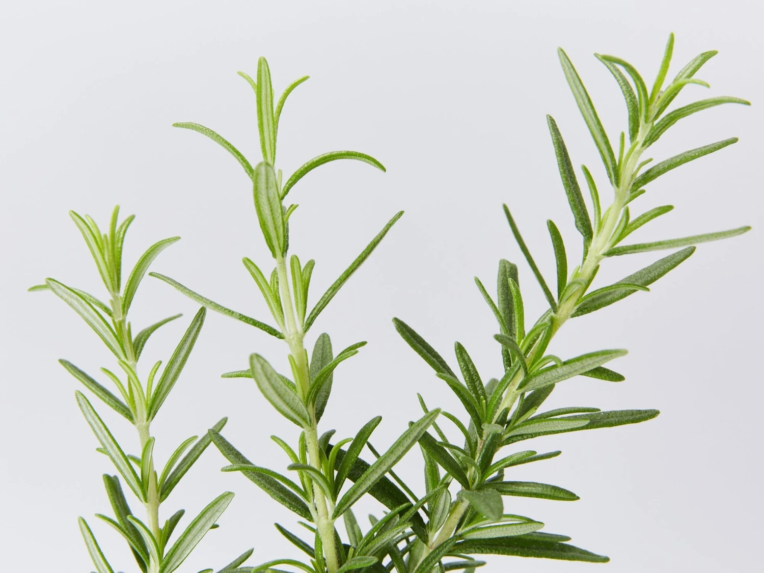 Rosemary Rosmarinus Officinalis - Image 2